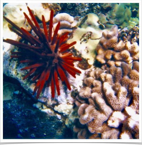 Red Pencil Urchin (Heterocentrotus mammillatus) - occurs throughout tropical Indo-Pacific but abundant only in Hawai&rsquo;i. 